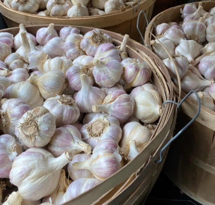 Hudson Valley Organic Red Grain Garlic - FREE Shipping
